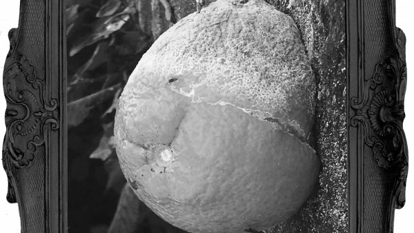 naturaleza herida - fotografia - musarana - profesores y estudiantes - educathyssen.jpg