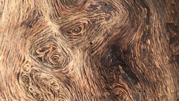 Convocatoria: Ser bosque. Futuro