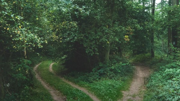 Volver a la naturaleza
