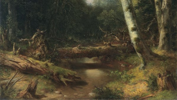 Un arroyo en el bosque