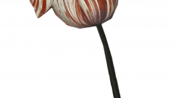 2. TULIPAN BARROCO.jpg