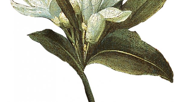 4. BLANCAS.jpg