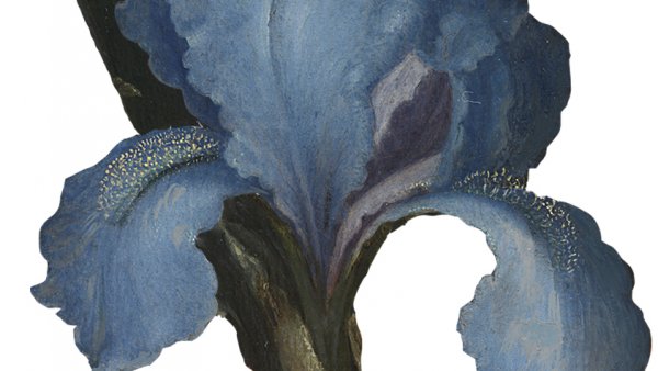5. IRIS.jpg