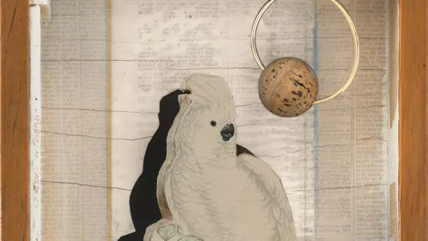 Cacatúa Juan Gris n.º 4. Joseph Cornell