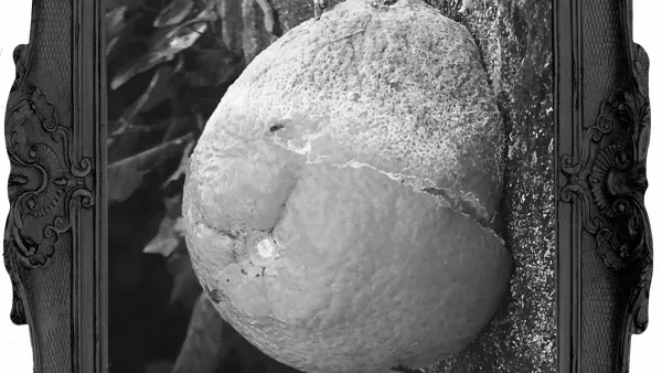 La naturaleza herida
