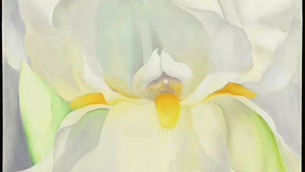 Lirio blanco nº 7. Georgia O'Keeffe