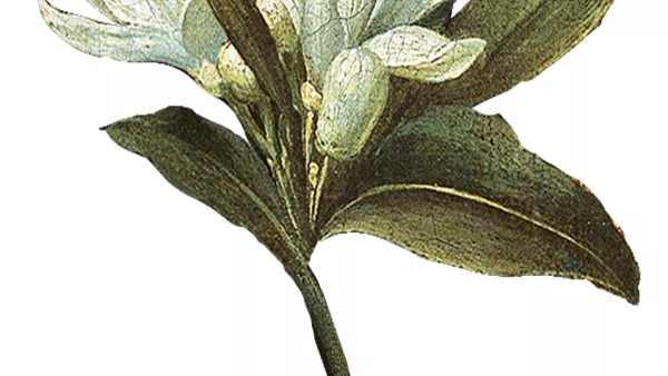 Guerrilla verde