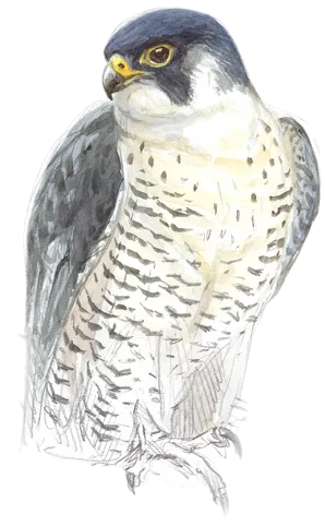 Halcón peregrino, Juan Varela