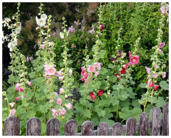 Malvarrosas (Alcea rosea) Malvarrosas (Alcea rosea)