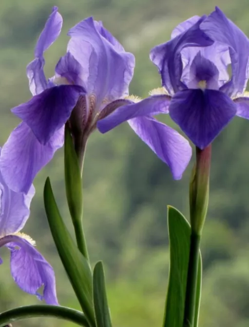 Lirio (Iris x germanica) Lirio (Iris x germanica)