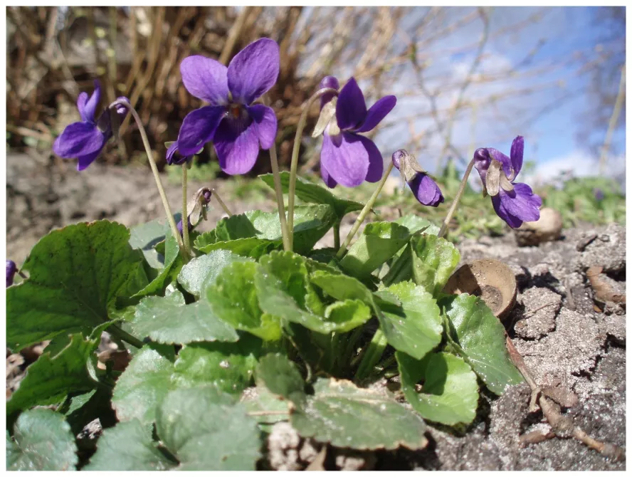 La violeta (Viola odorata) La violeta (Viola odorata)