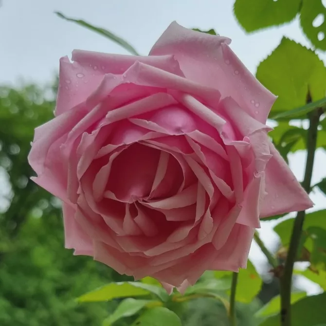 Rosa ‘La France’ Rosa ‘La France’