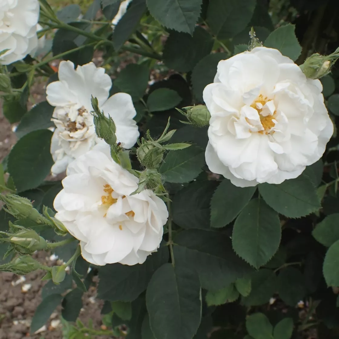 Rosa alba Rosa alba