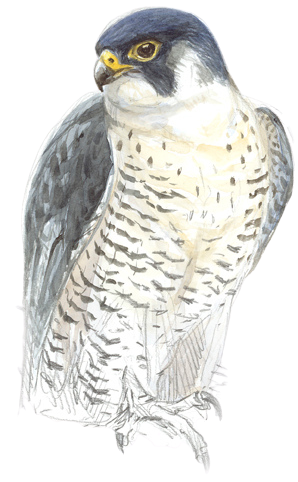 Halcón peregrino, Juan Varela