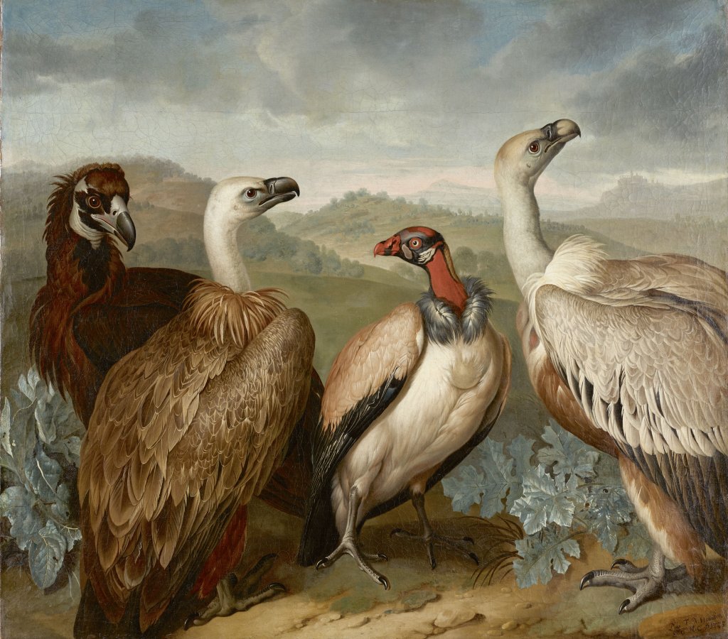 Cuatro buitres de diferentes especies, 1723, de Philipp Ferdinand de Hamilton 