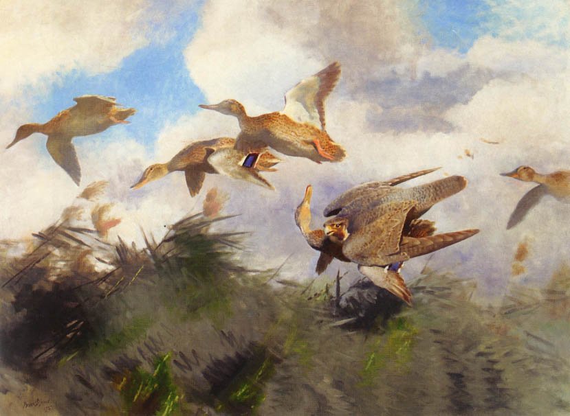 Peregrino atacando a azulones, 1929, de Bruno Liljefors