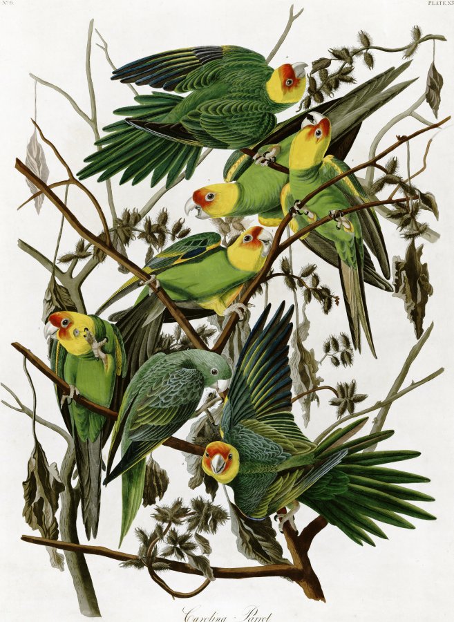 Periquitos de Carolina, 1833, John James Audubon