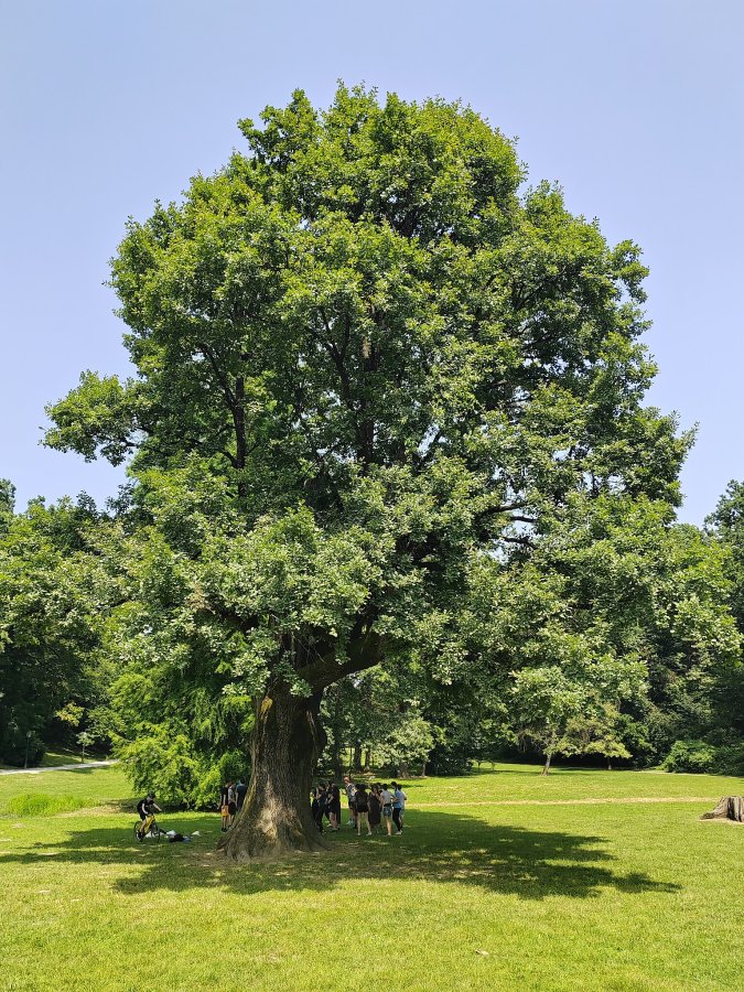 Roble inglés (Quercus cf. robur)