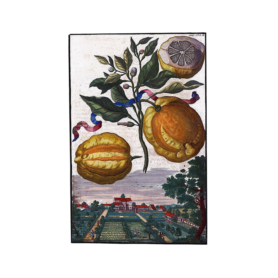 Estampa de Johann Christoph Volkamer mostrando un Citrus ‘Bizzarria’, 1708