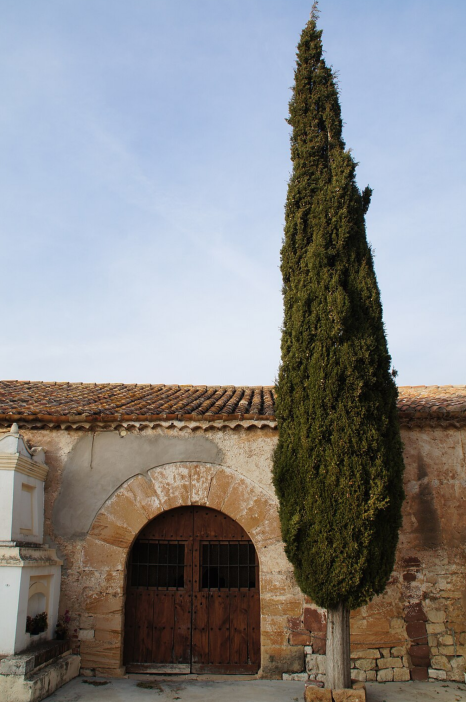 Ciprés (Cupressus sempervirens)