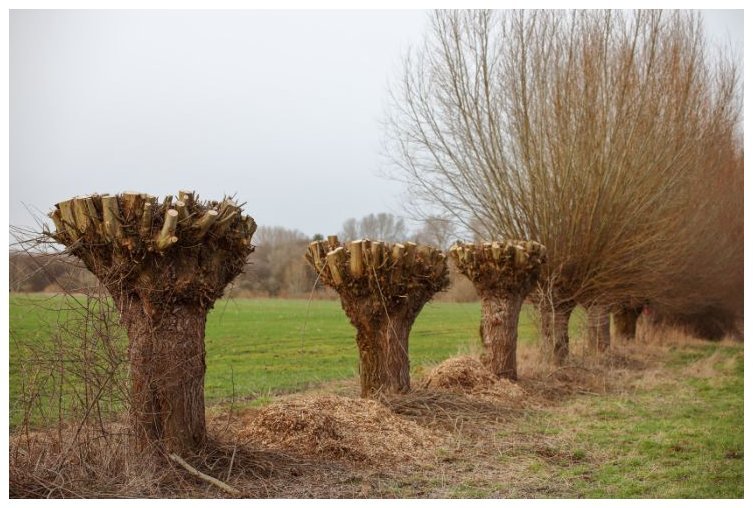 Sauces desmochados para aprovechar sus ramas flexibles