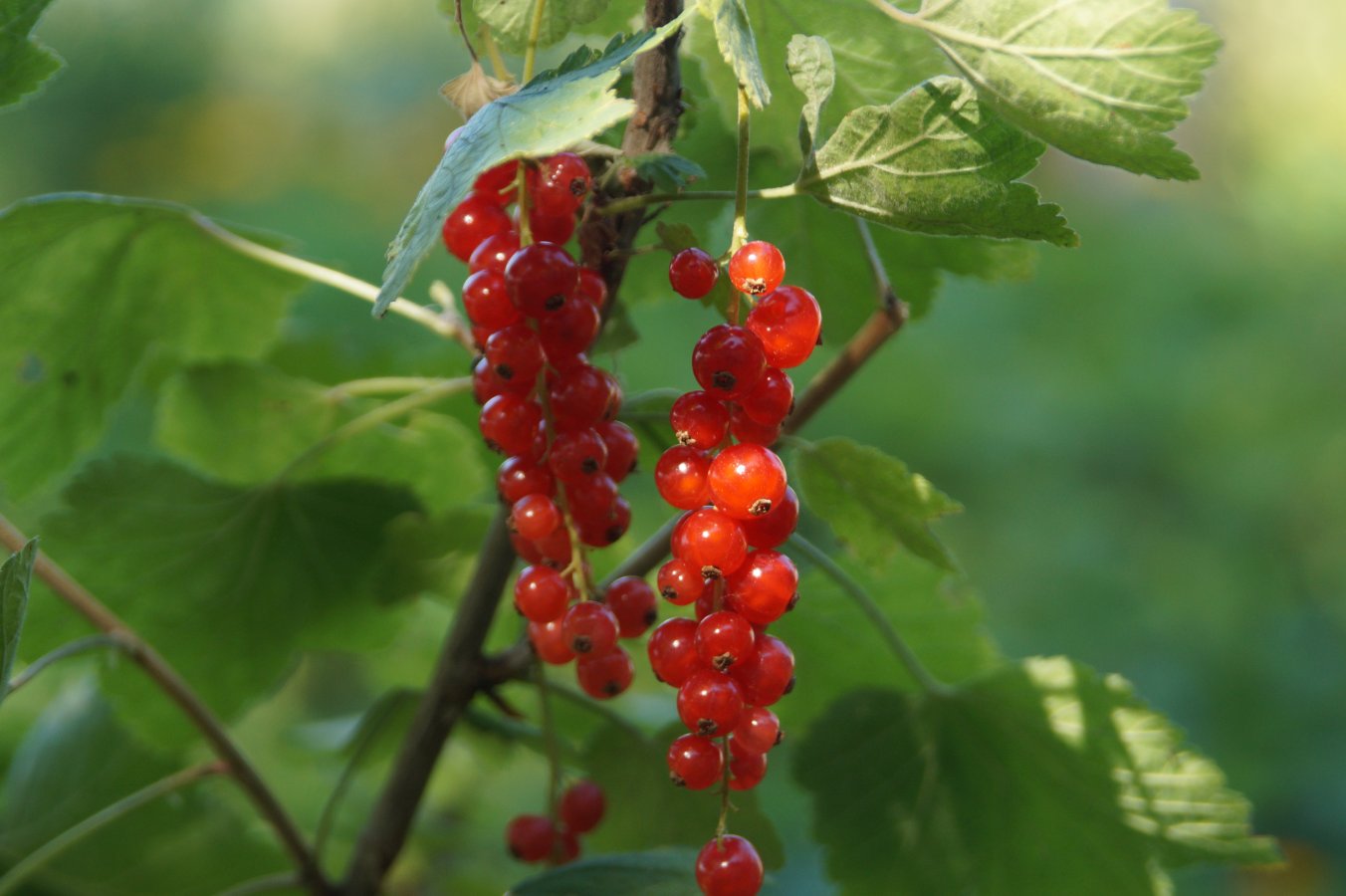 Grosellero rojo (Ribes rubrum)