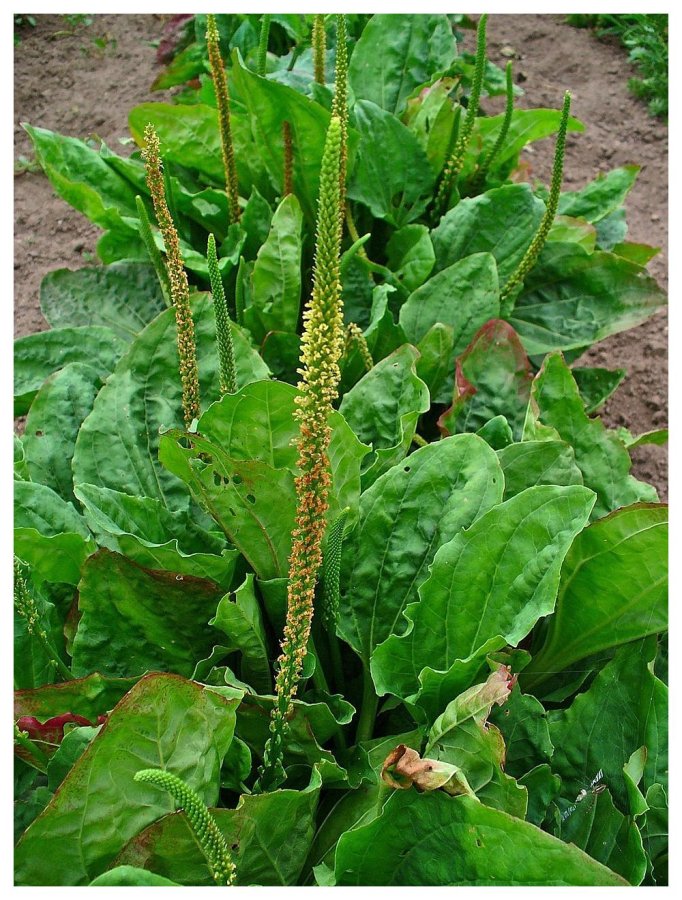 Llantén mayor (Plantago major)