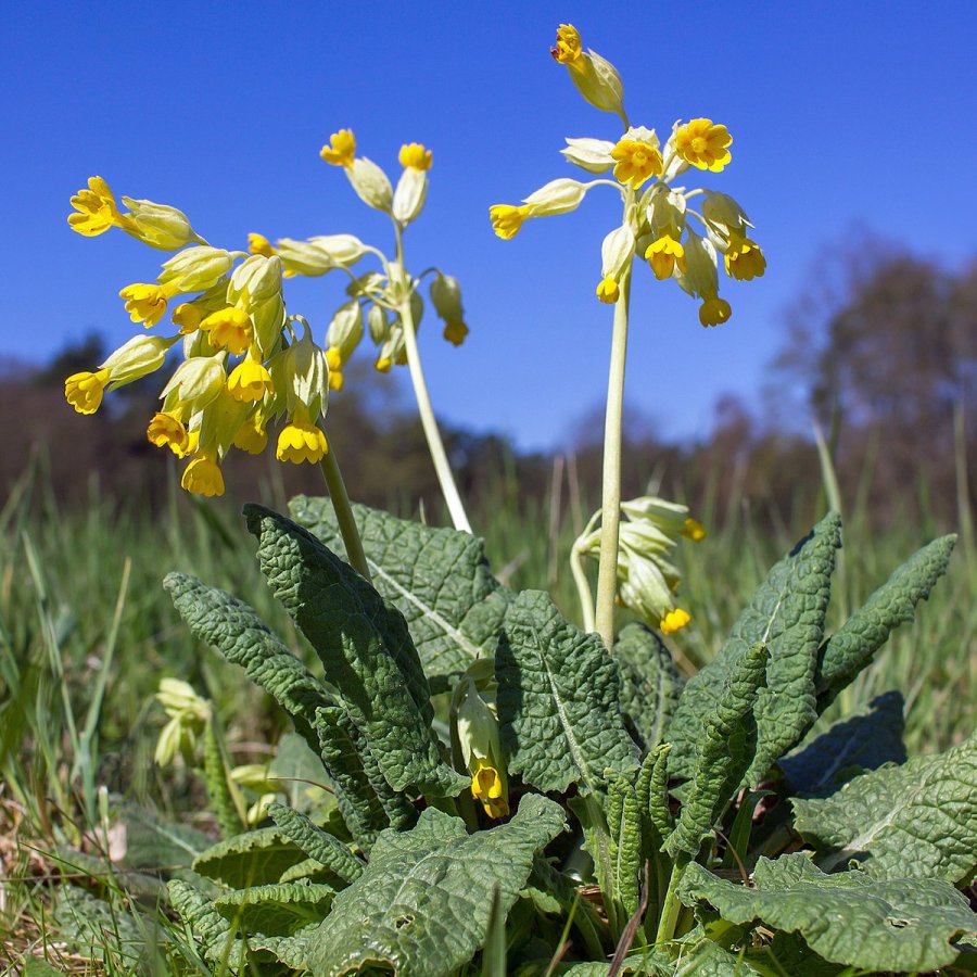 Primula veris