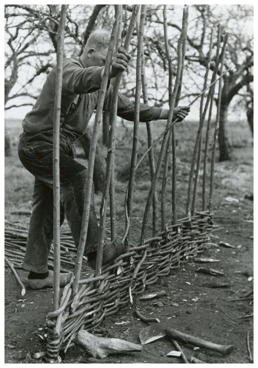 Entrelazado de varas de sauce de varas de mimbre en los años 50 en Países Bajos