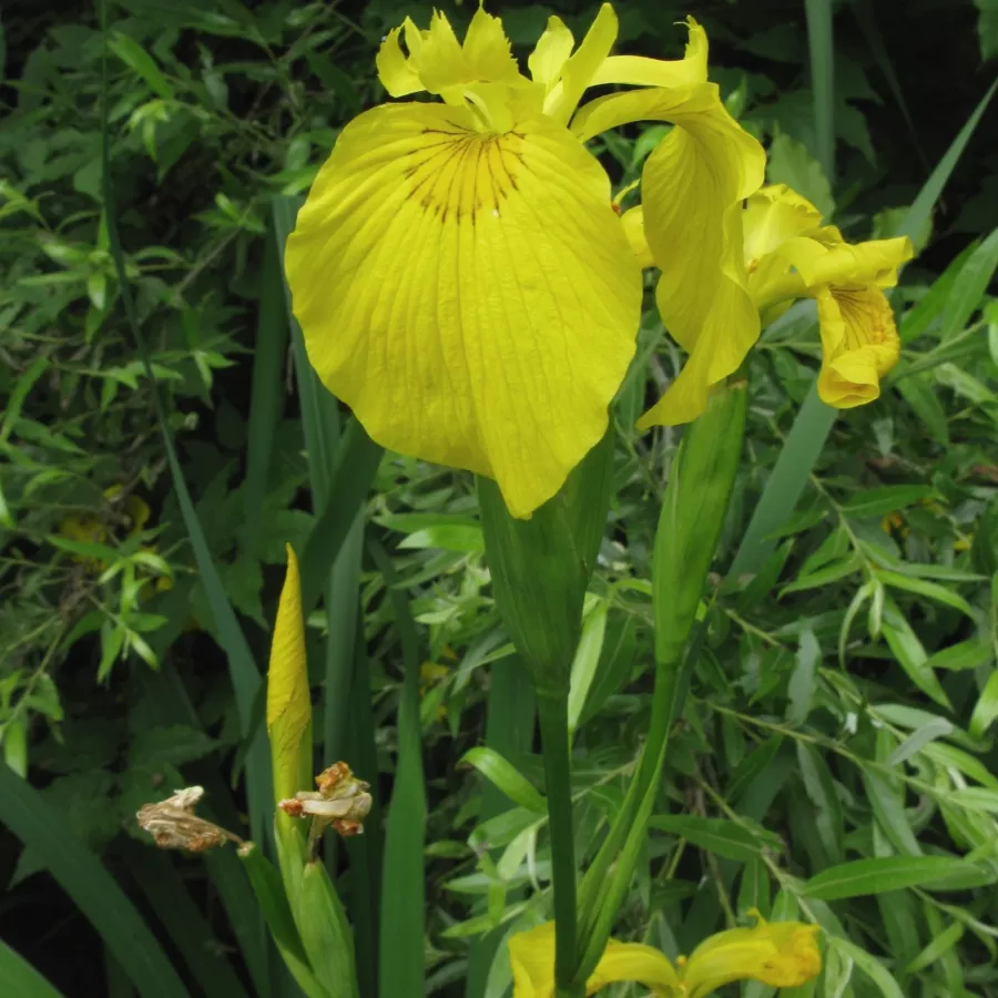 Lirio amarillo (Iris pseudacorus)
