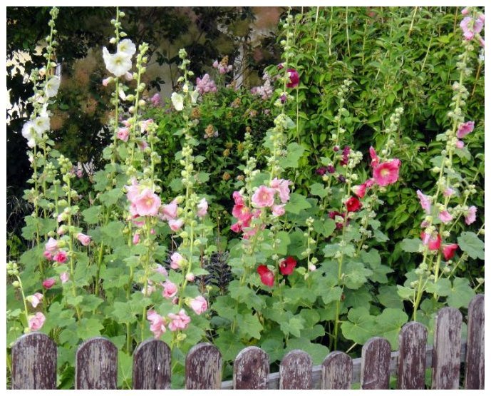 Malvarrosas (Alcea rosea)