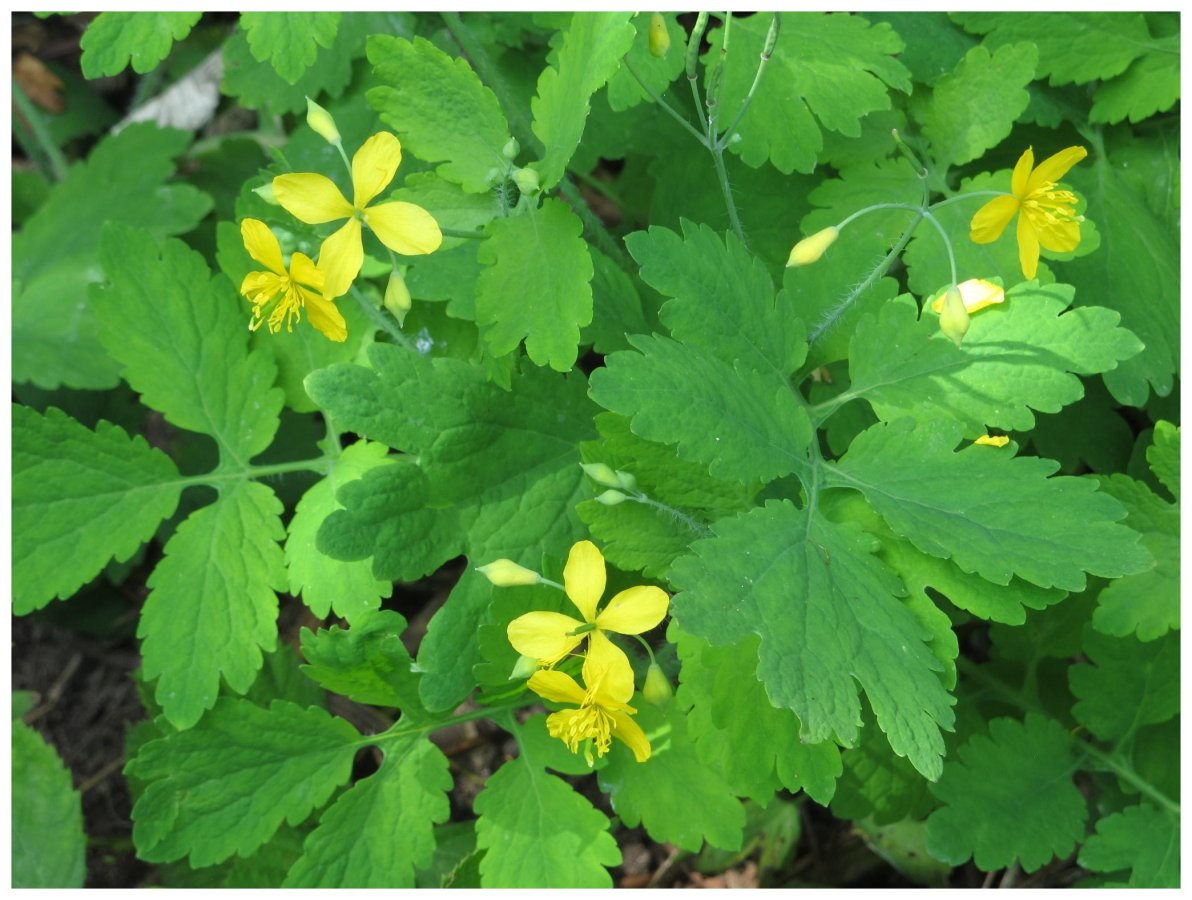 Celidonia (Chelidonium majus)