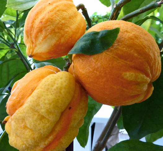Citrus ‘Bizzarria’