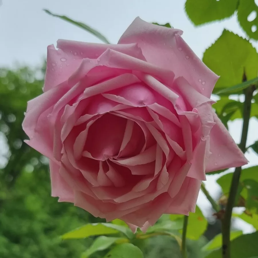 Rosa ‘La France’