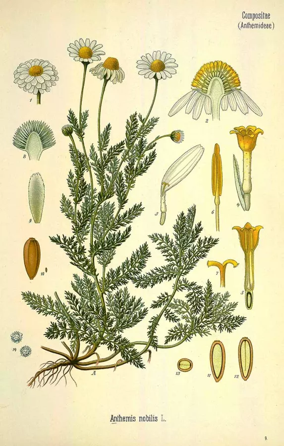 Köhler, F.E., Köhler’s Medizinal Pflanzen, 1883-1914 Köhler, F.E., Köhler’s Medizinal Pflanzen, 1883-1914