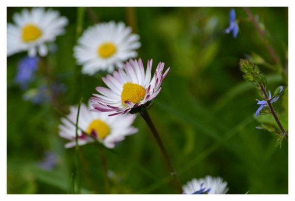 Margarita o chirivita (Bellis perennis)
