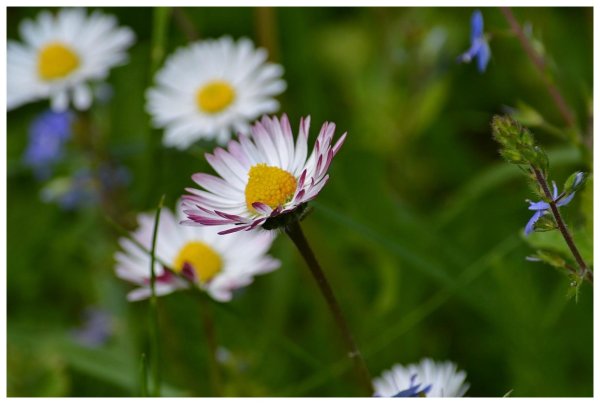Margarita (Bellis perennis)