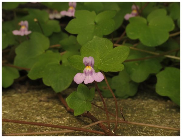 Cimbalaria (Cymbalaria muralis)