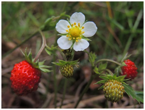 Fresa (Fragaria vesca)
