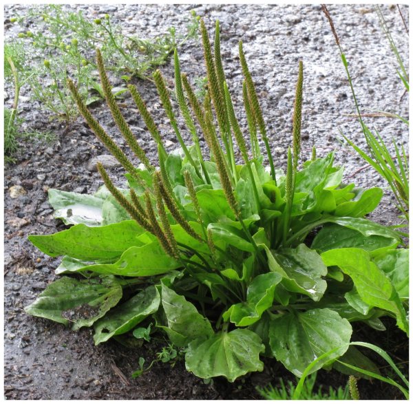 Llantén mayor (Plantago major)