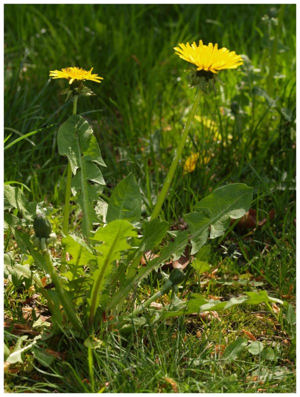 Diente de león (Taraxacum officinale)