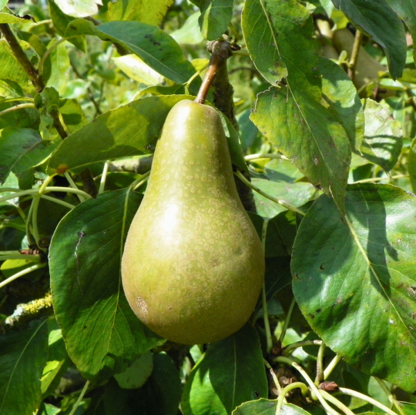 Peral (Pyrus communis)