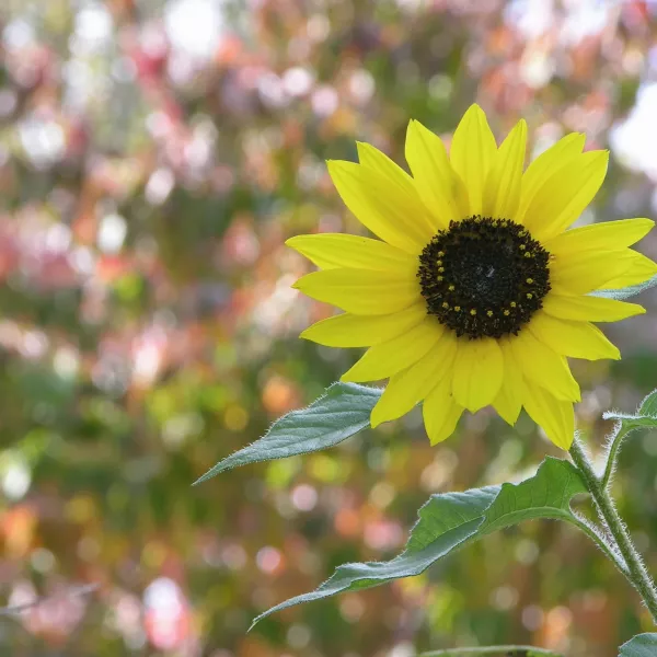 Girasol (Helianthus annuus)