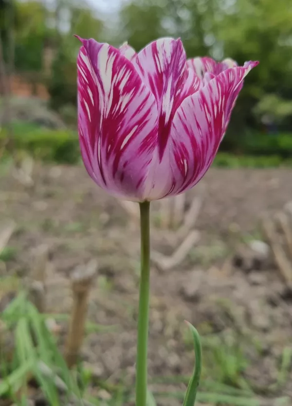 Tulipán (Tulipa cv.) Tulipán (Tulipa cv.)