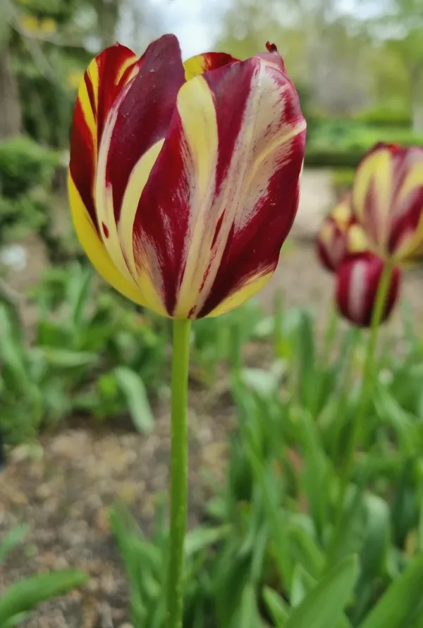 Tulipán (Tulipa cv.) Tulipán (Tulipa cv.)