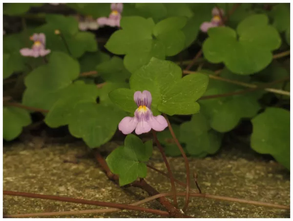 Cimbalaria (Cymbalaria muralis) Cimbalaria (Cymbalaria muralis)