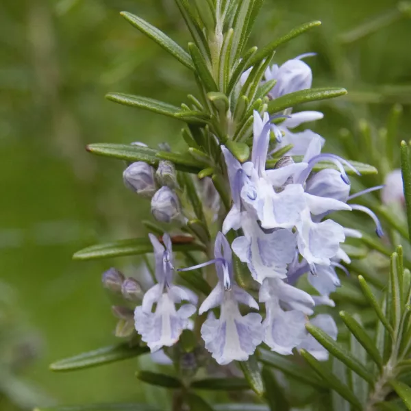 Rama de romero (Salvia rosmarinus) Rama de romero (Salvia rosmarinus)
