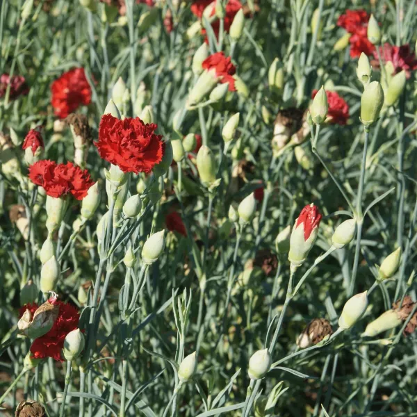 Clavel (Dianthus caryophyllus) Clavel (Dianthus caryophyllus)