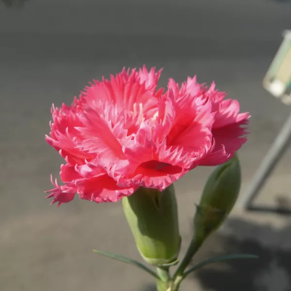 Clavel (Dianthus caryophyllus) Clavel (Dianthus caryophyllus)