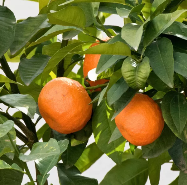 Naranjo amargo (Citrus x aurantium) Naranjo amargo (Citrus x aurantium)
